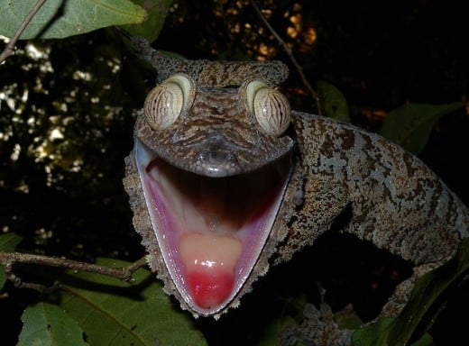 The Giant Leaf-tailed Gecko (Uroplatus fimbriatus) is easily observed on the island of Nosy Mangabe in the Bay of Antongil off Maroansetra. When alarmed, it opens its mouth largely, displaying its brilliant orange-red interior.
