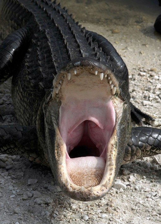 A yawning American alligator (Alligator mississippiensis), Collier county, Florida.