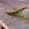 Want a Weekend Pet? Catch a Praying Mantis