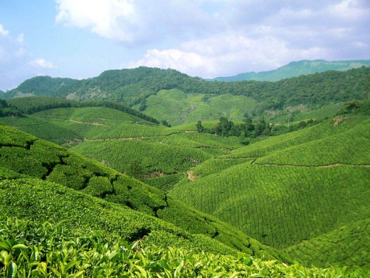 Green Munnar
