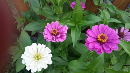 Zinnia large mixed colors