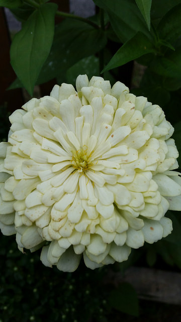Zinnia Giant in White