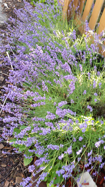 Lavender in mid-summer