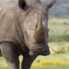 Noteworthy news: Rhino poacher calls South Africa Minister of State Security a friend and special contact