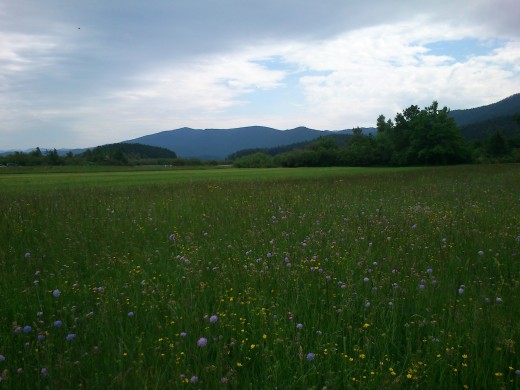 Beautifully colorful meadow in the surrounding of Lake Cerknica