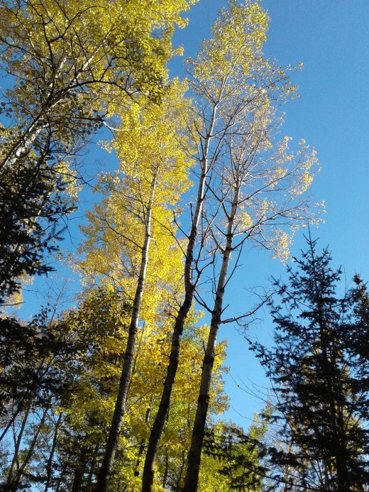 Beautiful trees in fall.