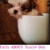 Facts About Teacup Dog Breeds Perspective Buyers Should Know