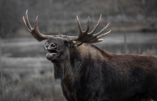 A bull moose has no sense of beauty and will mate with anything that looks or smells like female moose