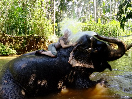 Spice Plantation Elephant Bathing in GOa