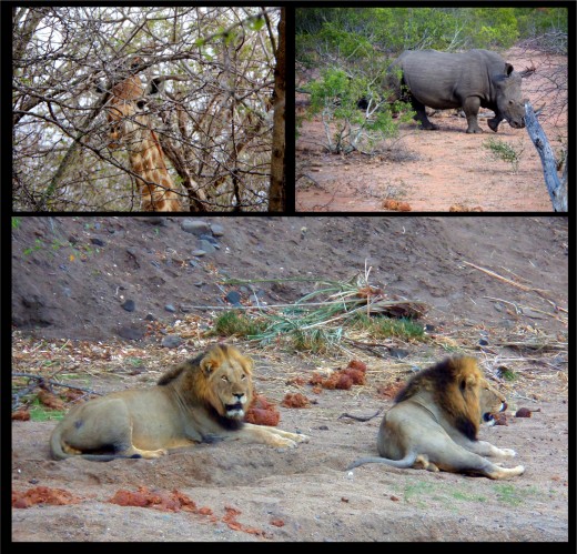 These speak for themselves. We had a great time at our safari.