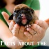 Interesting Facts About the Runt in Puppy Litter