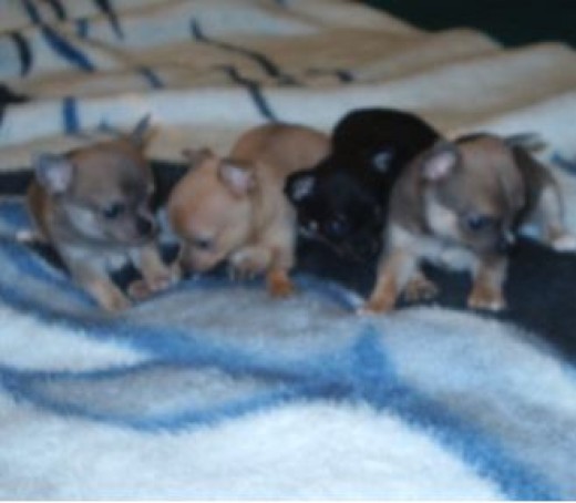 Interesting Facts About the Runt in the Litter | PetHelpful