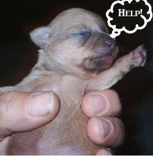 about what truly it means to be the "puppy runt of the litter