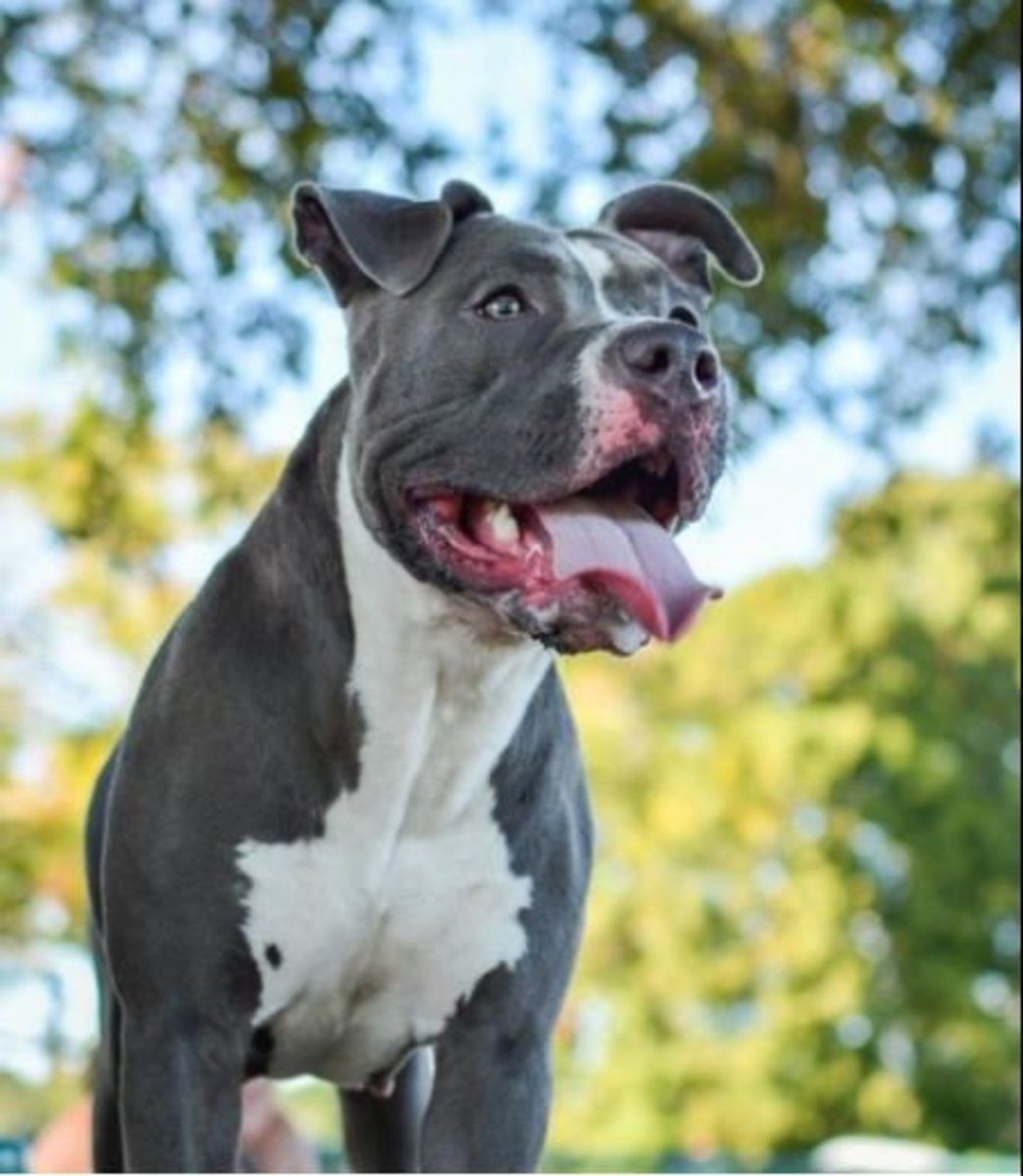 Facts About Blue Nose and Red Nose Pit Bulls 