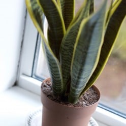 Top Houseplants for Humid Environments