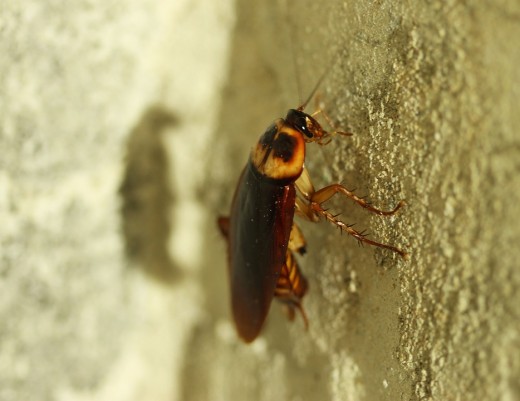 An image of a single cockroach that is sitting on a sandstone wall.