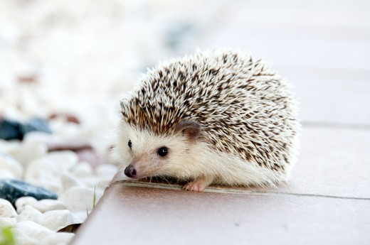Can You Cuddle Me? I am cold...