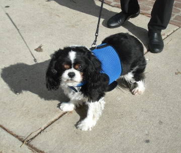 Rudy, the Cavalier King Charles Spaniel, wears a Medium Wrap-N-Go Harness