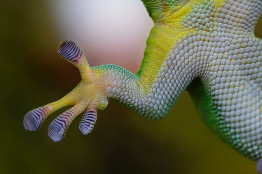 It is as sticky as the lizards body.