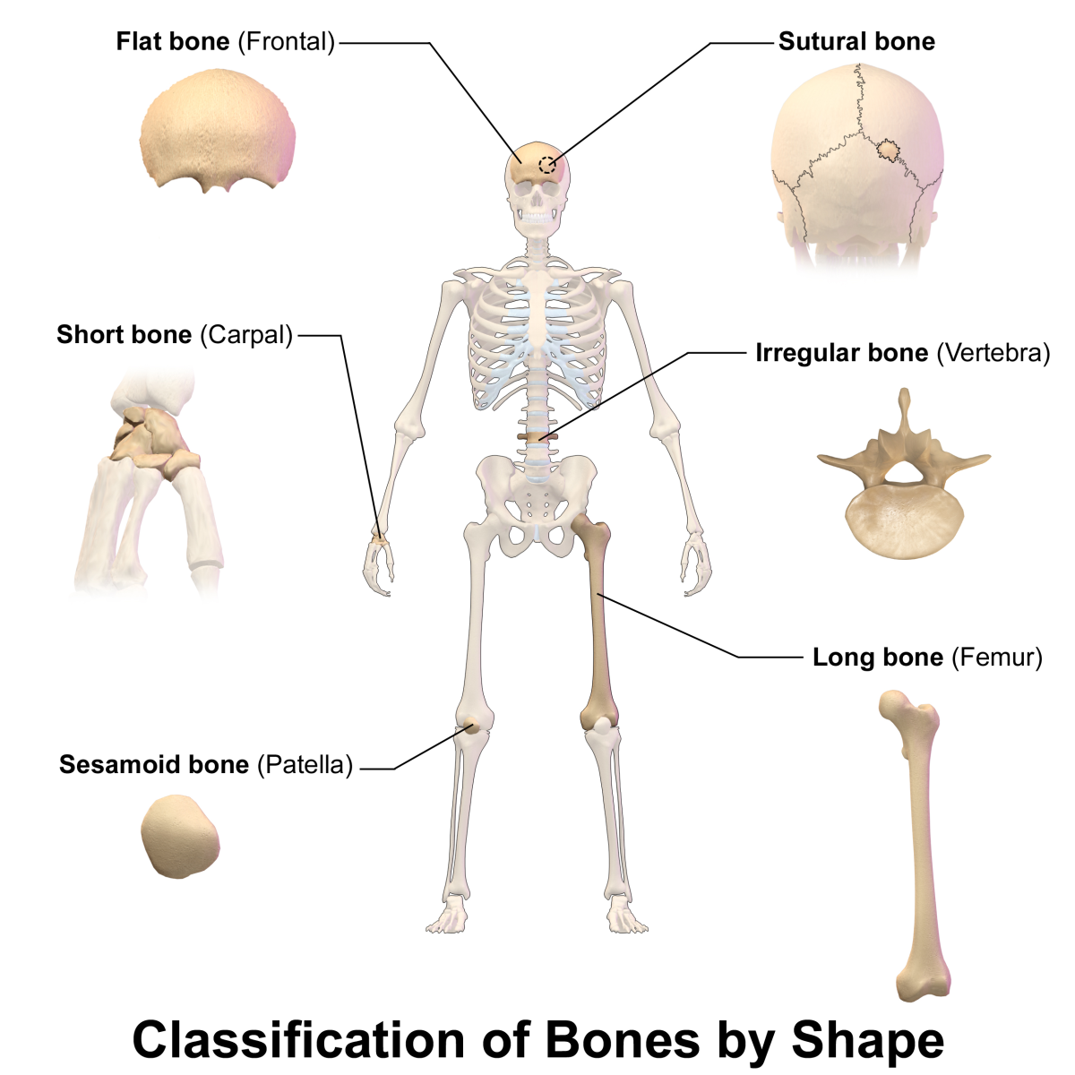 Image result for human skeleton bones types