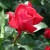 Red Devil Rose
