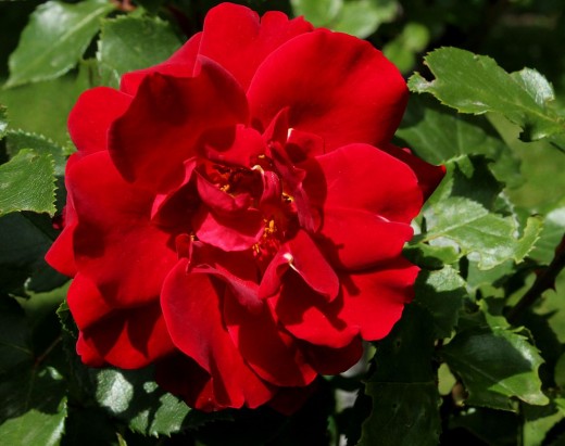 Rose 'Knock Out'