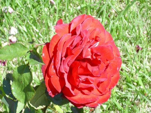 Rosa 'Samourai' 