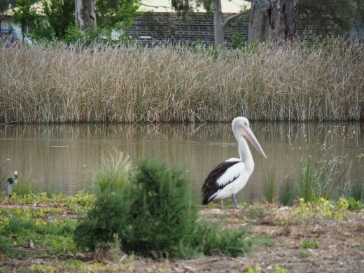 Pelican at the park near my home town.