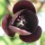 Another species of black tulip. Another species of black tulip.