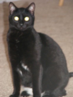 Causes of Blood in Stool in Cats