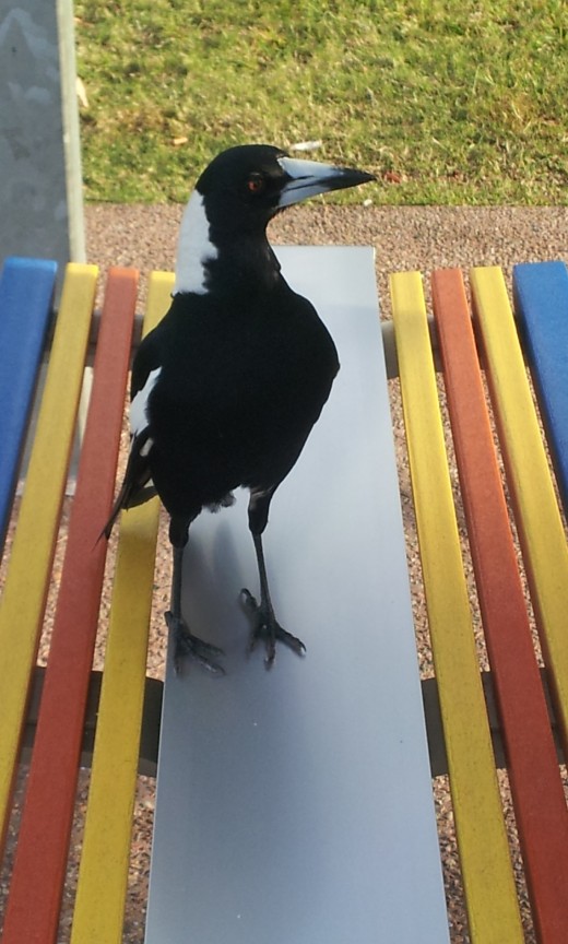 THESE INGRATES EVEN THREATENED TO KILL THE BIRD PICTURED HERE. AUG 19 2013 408pm