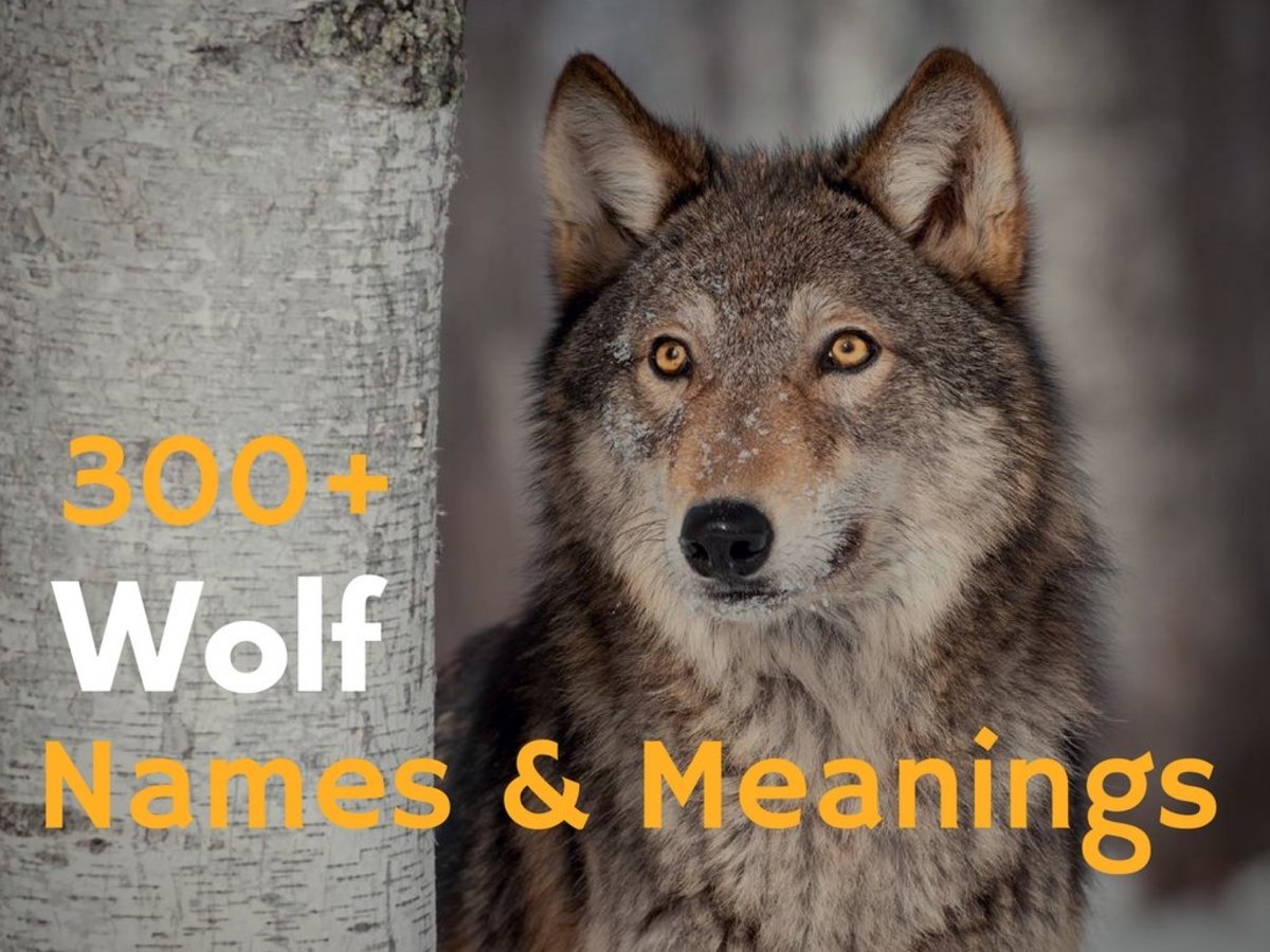 Wolves Life 2 Wolf Ideas