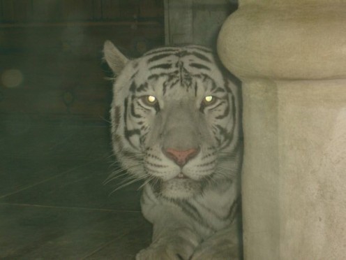 I took this picture back in 2011 when I visited a zoo/park in Houston, TX.  They had two white tigers.  I was so amazed and in awe of their beauty. This image captures that moment.