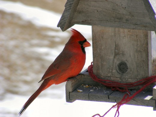A Northern Cardinal