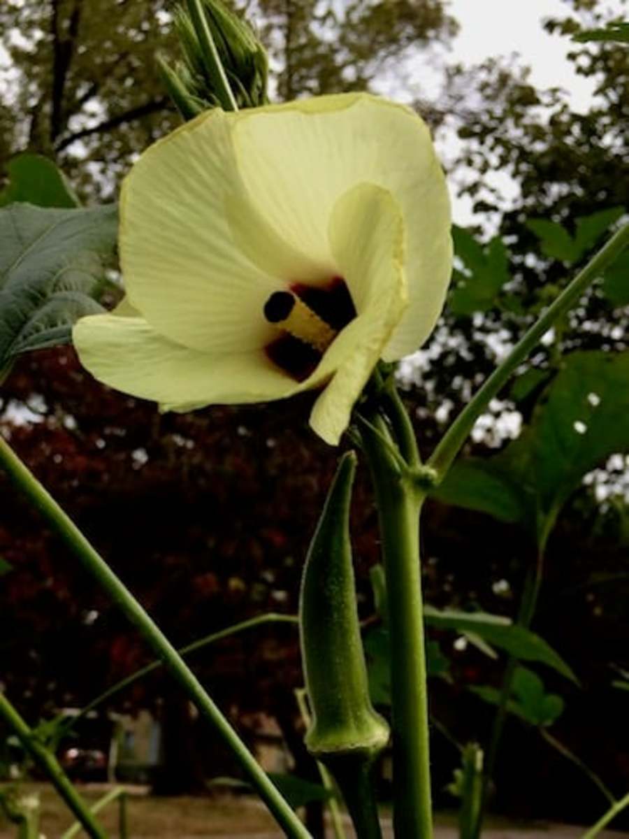 Every bloom produces an okra pod. What a bonus: food and flowers all in one plant.