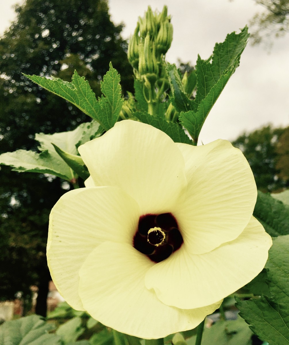 Okra is in the same family as cotton and hibiscus. Their giant trumpet-like flowers are very similar.