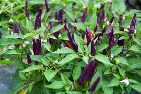 Purple chili