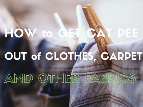 Life Hacks: How to Get Cat Pee Out of Clothes and Carpet Life Hacks: How to Get Cat Pee Out of Clothes and Carpet