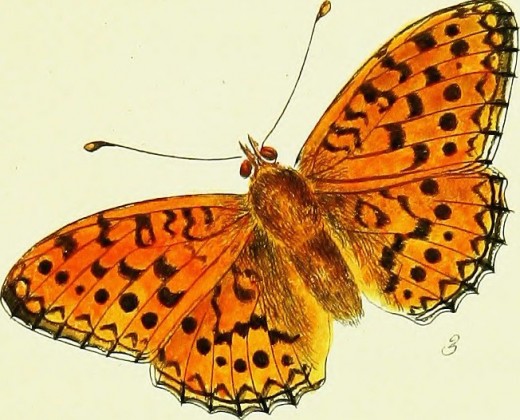 Internet Archive Book of  Images The papilios of  Great Britain