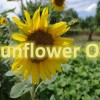 10 Healthy Benefits of Using Sunflower Oil