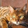 Precious Cat Breeds combines Leopard and Tigers