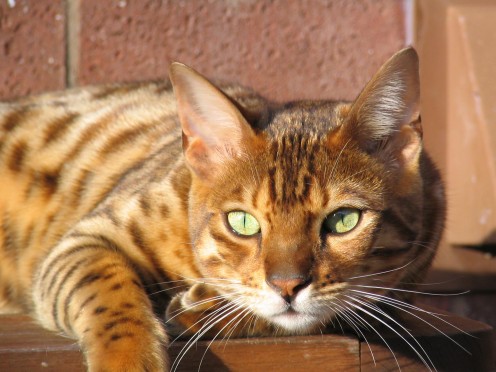 Domestic Bengal Cat