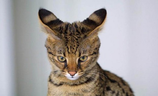 Bengal Kitten