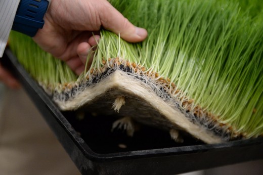 Wheatgrass root mat