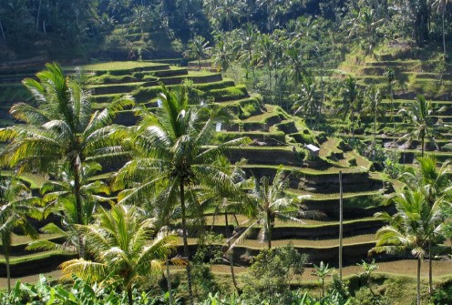How to Stay Safe While Vacationing in Bali How to Stay Safe While Vacationing in Bali
