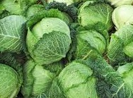 Cabbage