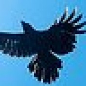 IcarusInflight profile image