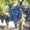 How to Grow Grape Vine in your Backyard