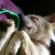 http://www.flickr.com/photos/honou/574545812/ http://www.flickr.com/photos/honou/574545812/