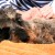 http://www.flickr.com/photos/dominic-hallau_de/177334280/ http://www.flickr.com/photos/dominic-hallau_de/177334280/